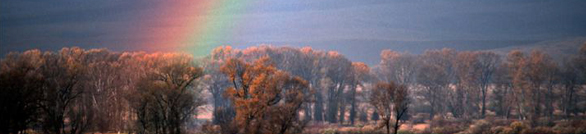 Photograph of a rainbow over a forest